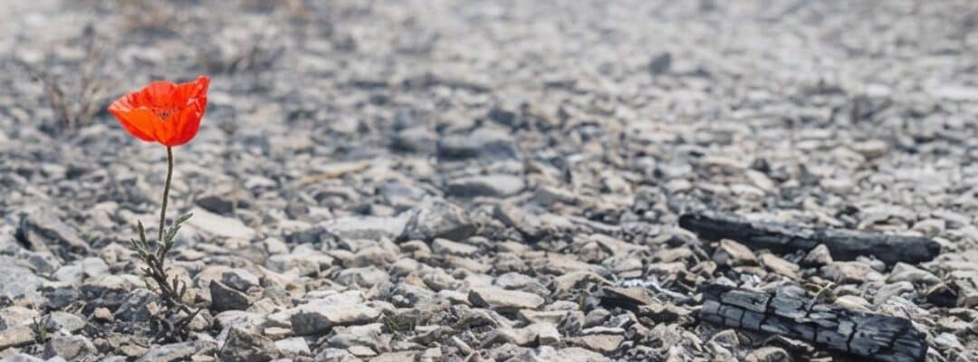 Beauty for Ashes: Healing from Shame Through Jesus
